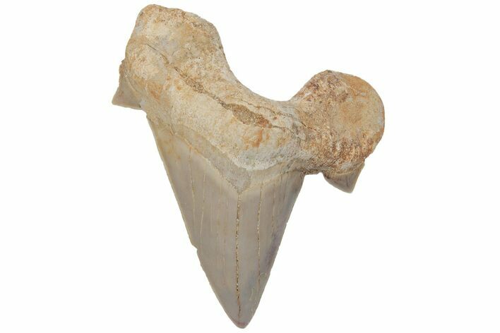 Fossil Shark Tooth (Otodus) - Morocco #211877